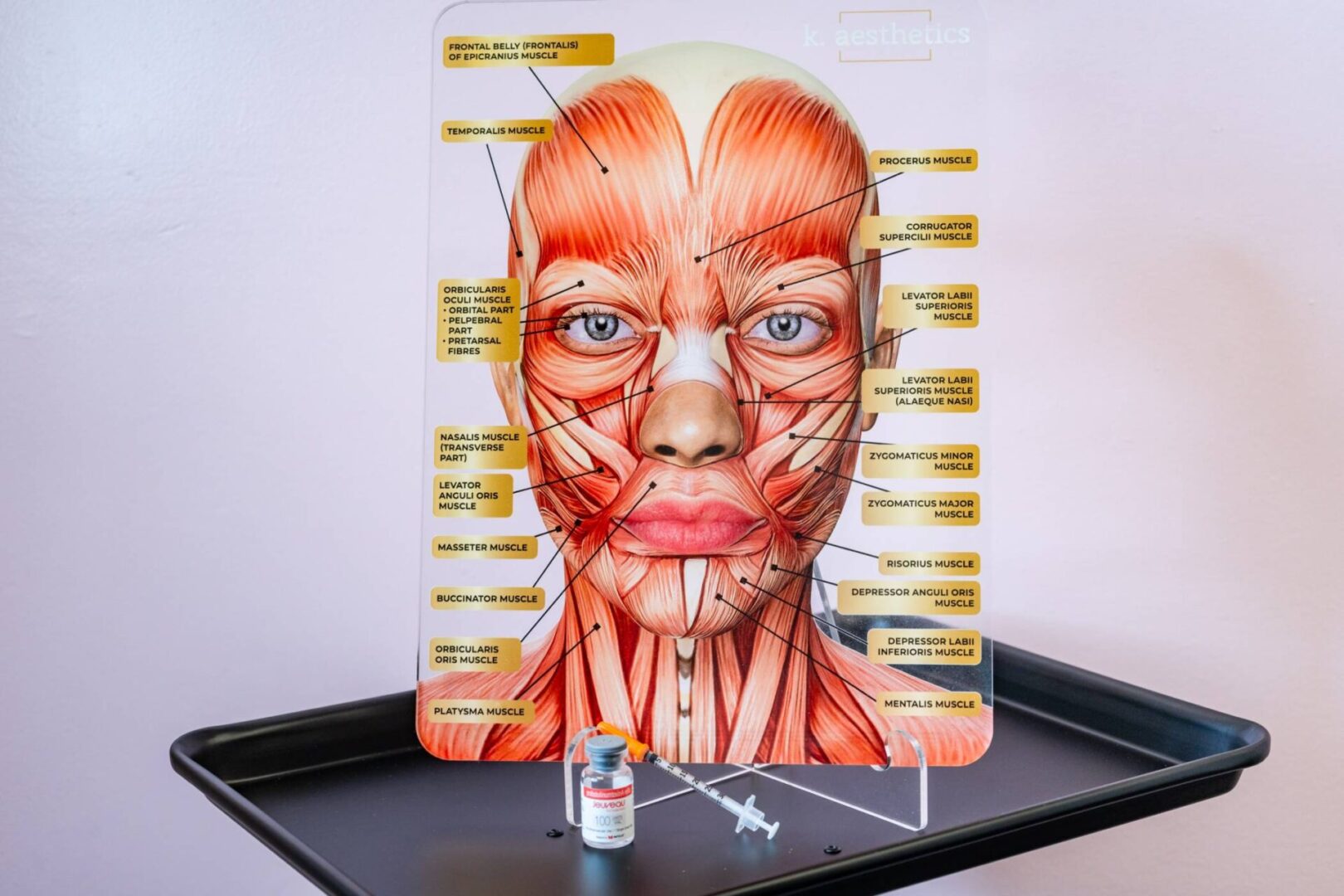 A model of the human face with muscles and nerves.